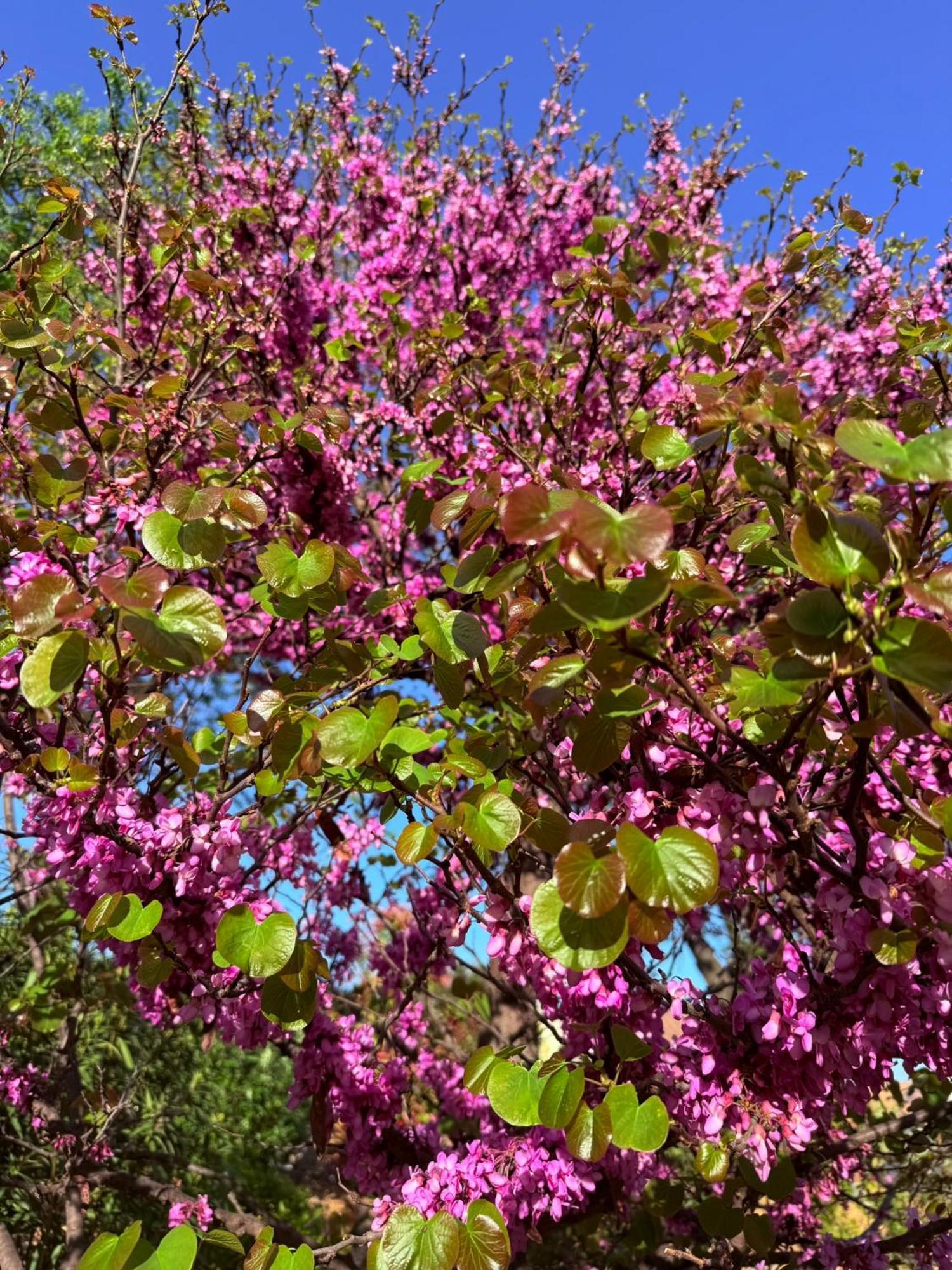 Saint-Jean-de-Fos Melisande Au Pays Des Orjouliers מראה חיצוני תמונה